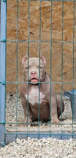 Американский булли девочка