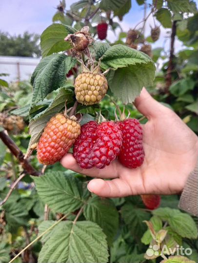 Саженцы пшехиба