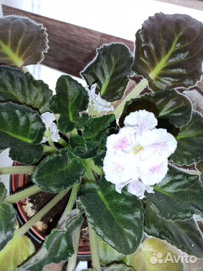 Фиалка цветущая