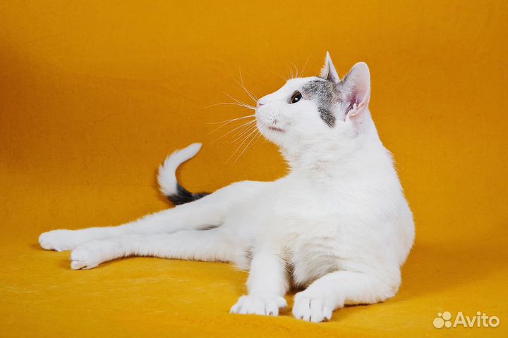 Котик в добрые руки