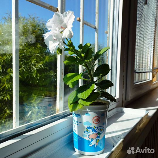 Пеларгония королевская белая