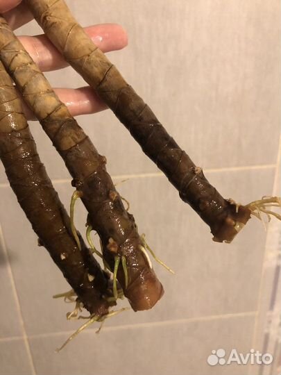 Пальма драцена