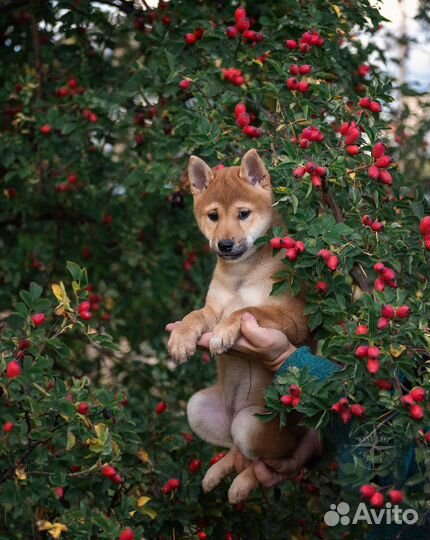 Щенки сиба ину