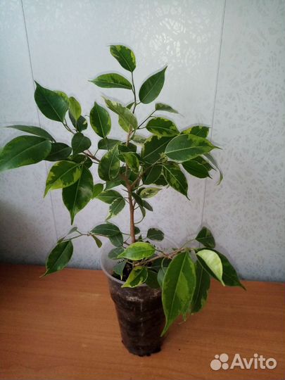 Фикус Бенджамина