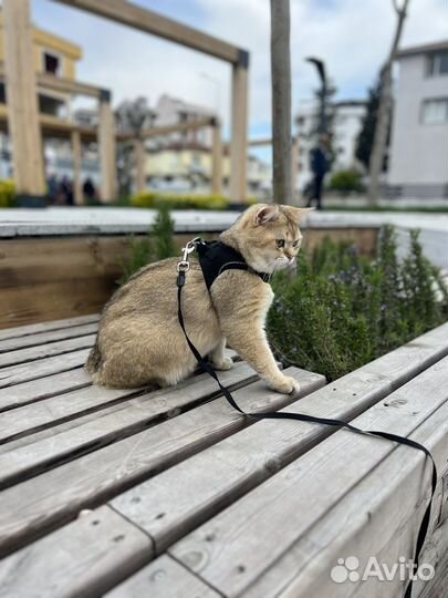 Шотландский кот