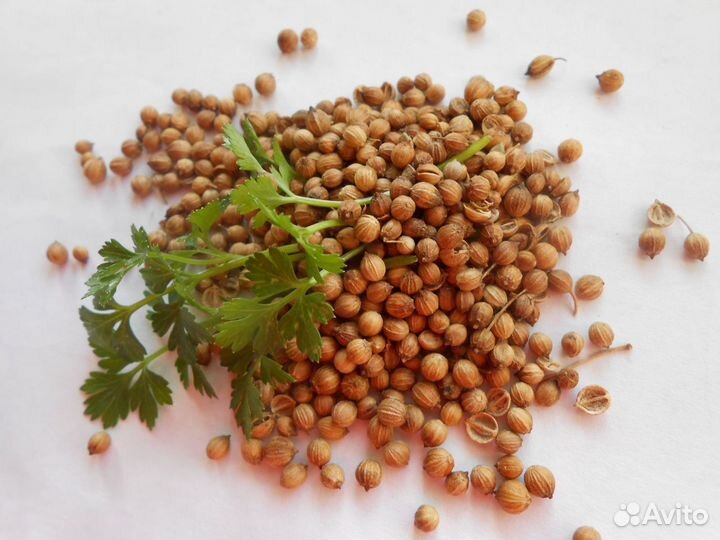 Семена кориандра (кинза)