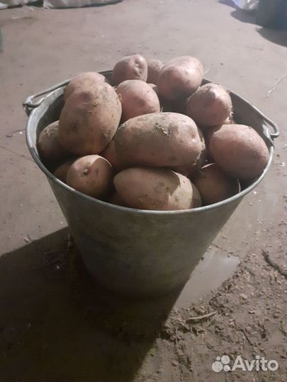Продам картошку