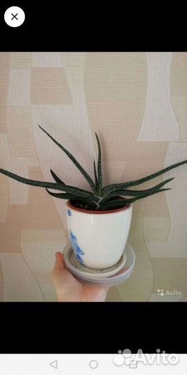 Комнатные растения