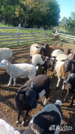 Ярки, бараны, баранчики