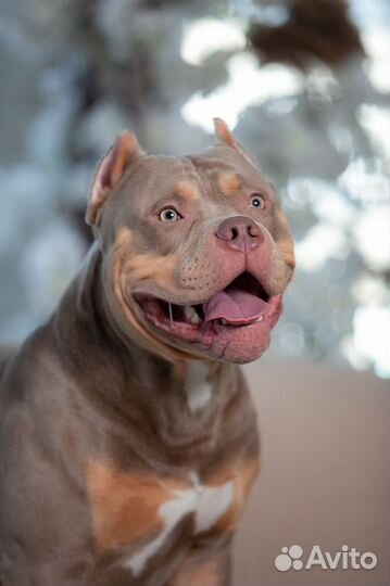 Американский булли xl, вязка