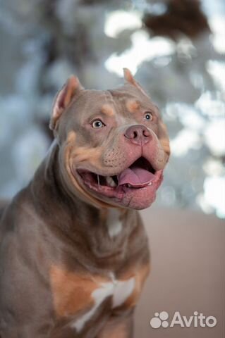 Американский булли xl, вязка