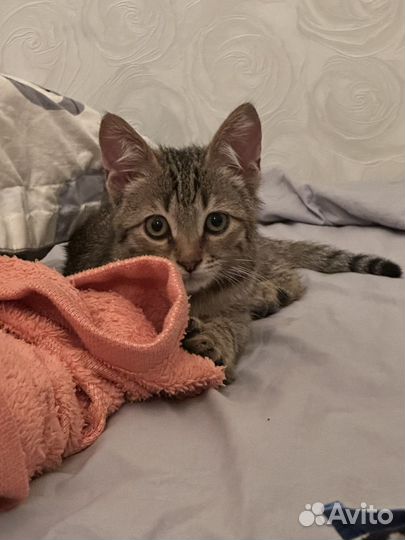 Кошка в дар