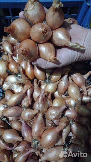 Лук сорокозубка(круглая)