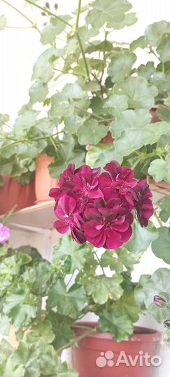Пеларгония герань