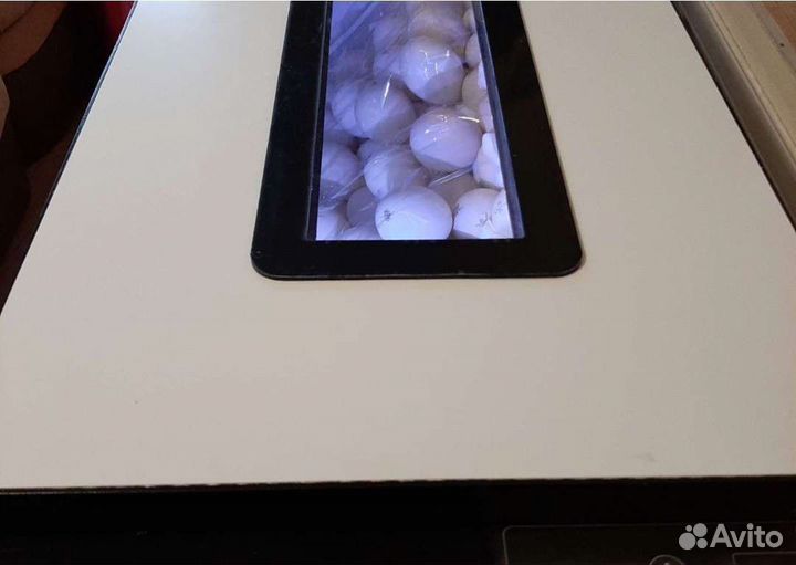 Цыплята бройлеры Кобб 500