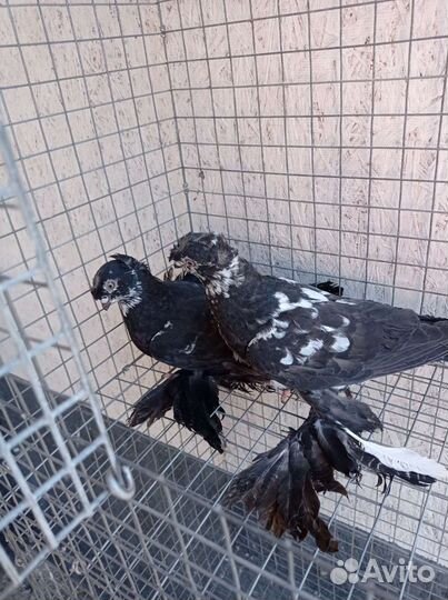 Узбекские голуби