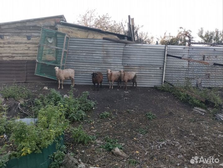 Продам овец