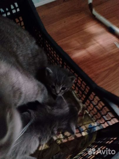 Котята в добрые руки бесплатно