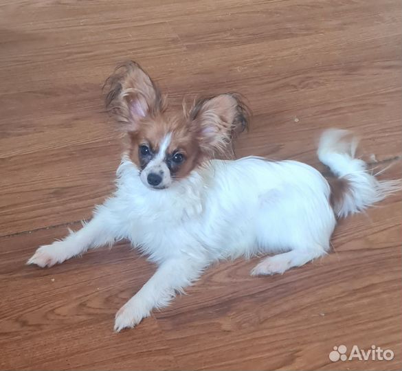 Папийон девочка