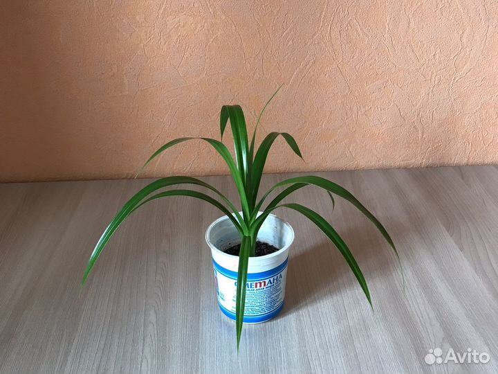 Панданус (винтовая пальма) в керамическом горшке