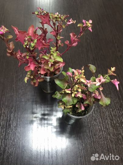 Комнатные растения