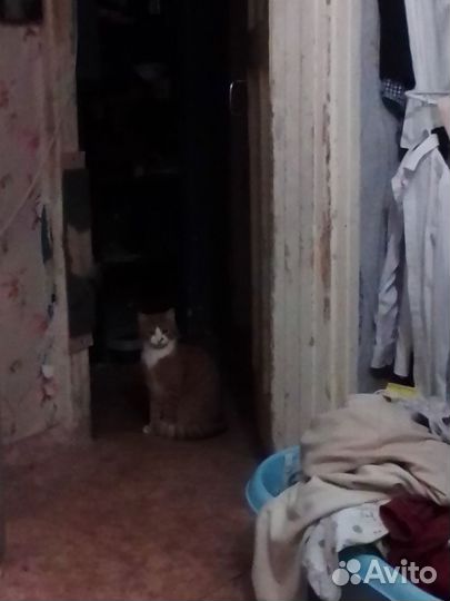 Кот рыжий 2 года
