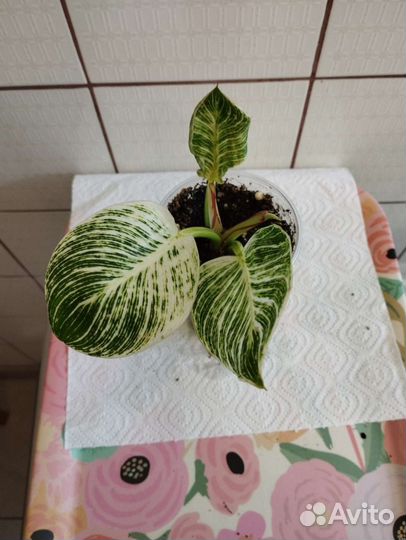 Сингониумы, монстера Альба