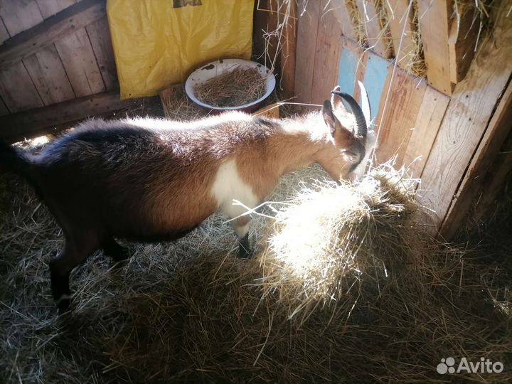 Альпийские козы
