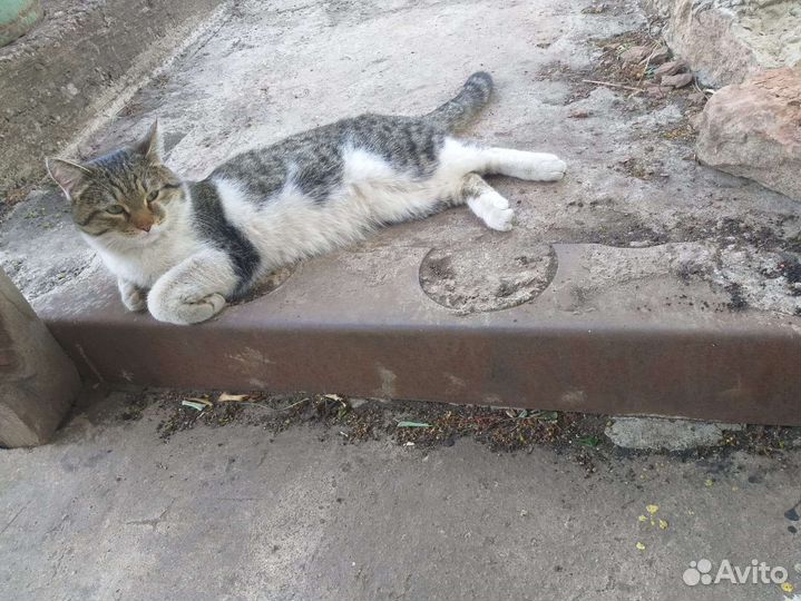 Злые люди выкинули кота