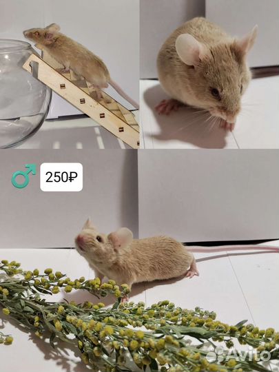 Декоративные мыши