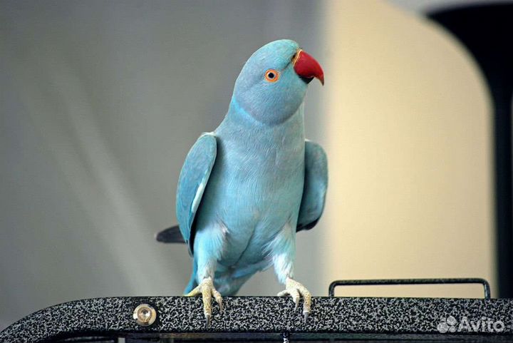 Ожереловые попугаи(малыши)