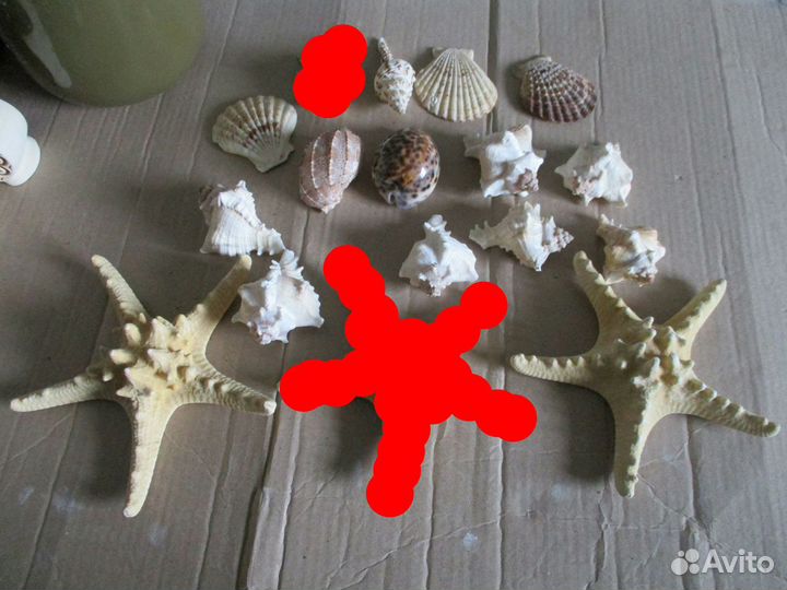 Морские звезды и морские ракушки