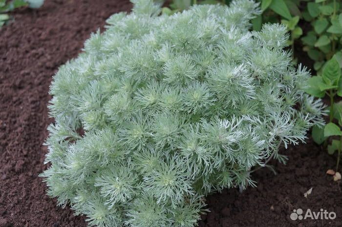 Молочай многоцветковый