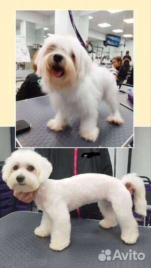 Стрижка собак И животных. Груминг питомцев