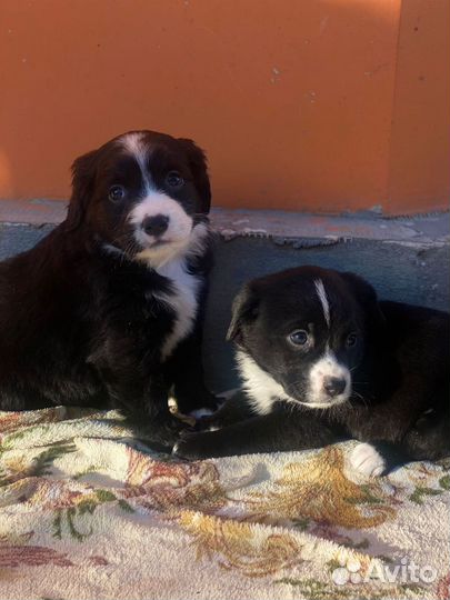 Щенки в добрые ручки