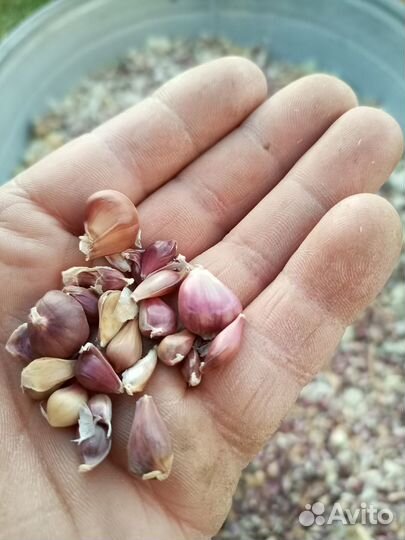 Семена чеснока бульбочки