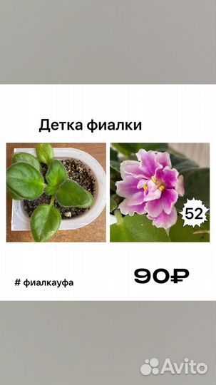 Детки фиалок