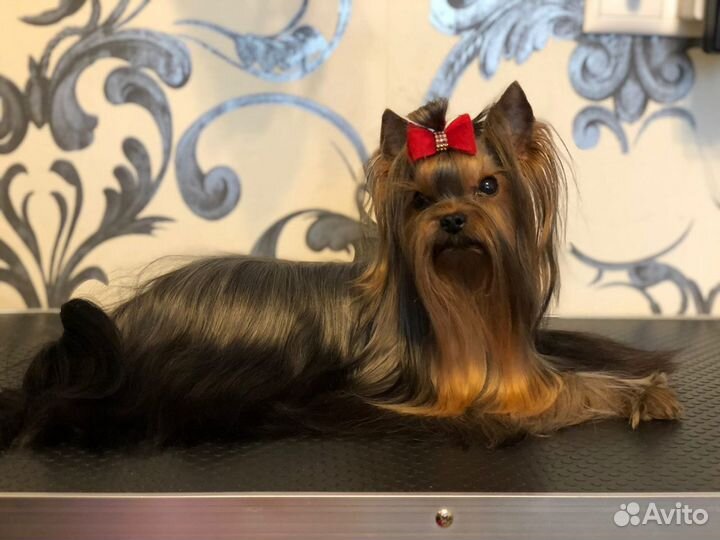 Кобель для вязок. вязки. щенки