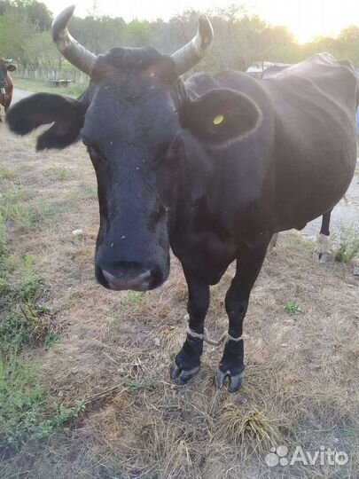 Корова высокоудойная