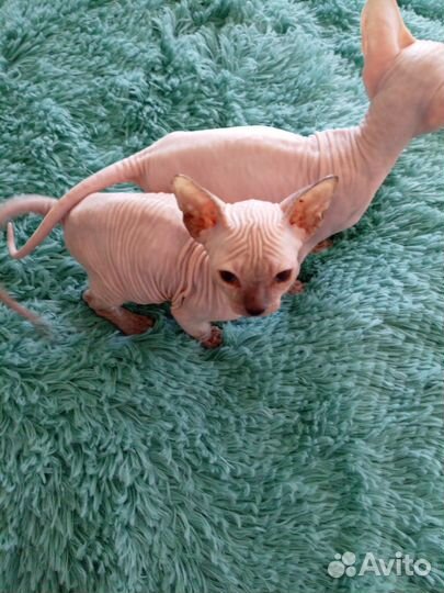 Донской сфинкс котята