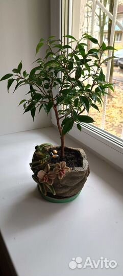 Фикус бенджамина