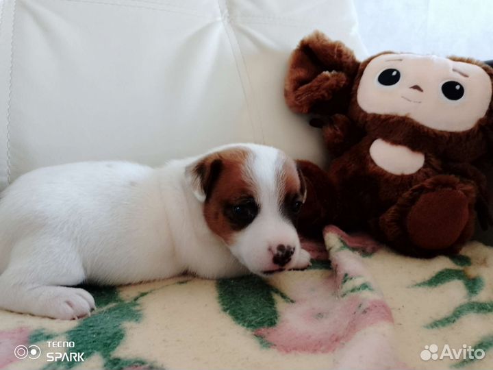 Джек Рассел терьер