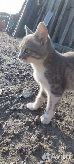 Котёнок в добрые руки (мальчик)