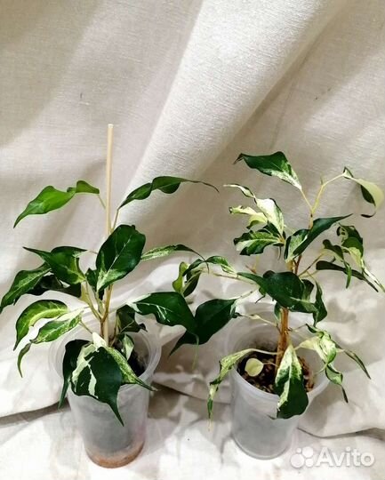 Комнатные домашние растения