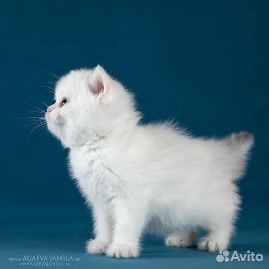 Девочка серебристая шиншилла колор поинт