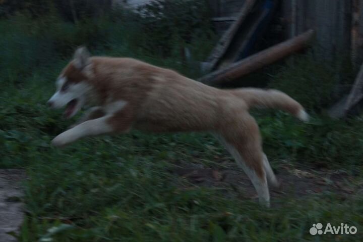 Щенки сибирской хаски девочки