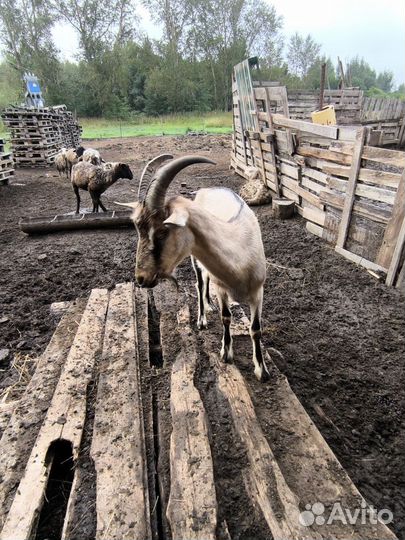 Коза