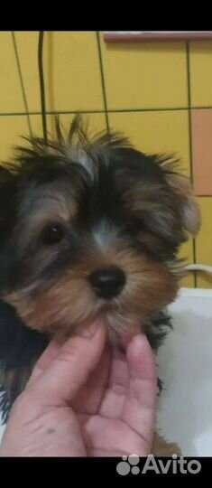 Йоркширский терьер