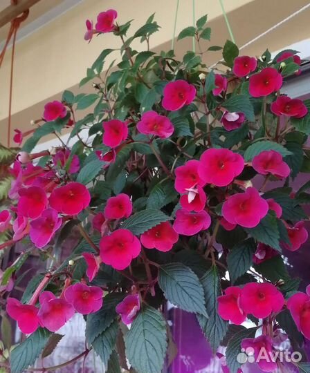 Редкие плющи, ахименес