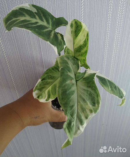 Сингониум т 25